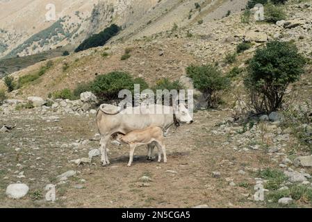 Kühe und Kälber, Cuneo (Italien) Stockfoto