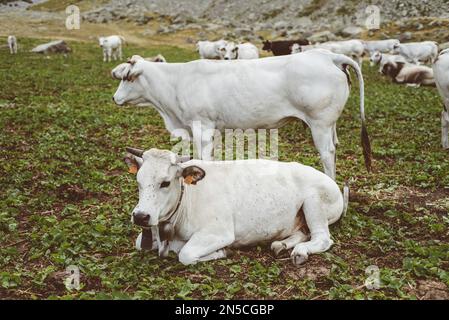 Kühe und Kälber, Cuneo (Italien) Stockfoto