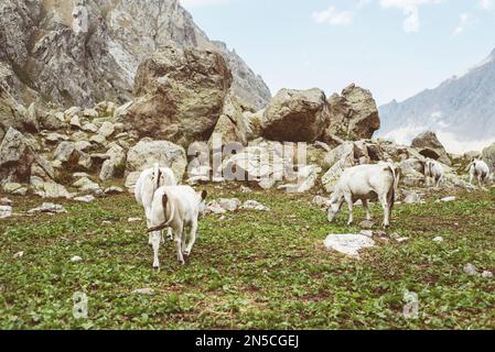 Kühe und Kälber, Cuneo (Italien) Stockfoto