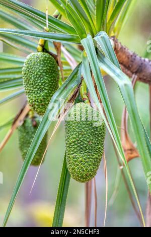 Pandanus variabilis Frucht auf Palmen, Pandanus Pflanze ist eine Gattung von Monocots mit etwa 750 akzeptierten Arten. Isalo-Nationalpark, Madagaskar Stockfoto