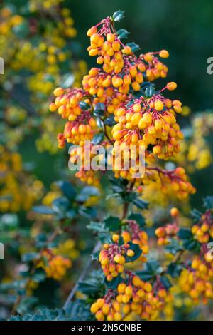 Berberis Darwinii, Darwins Barbeere, immergrüner Strauch, herabhängende Razemen orangefarbener und gelber Blumen, in Knospen rot geprägt Stockfoto