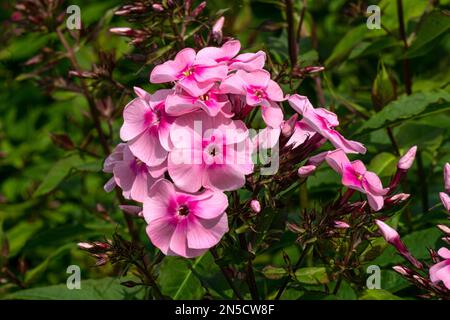 Blüten rosa Phlox-Nahaufnahme an einem sonnigen Sommertag Stockfoto