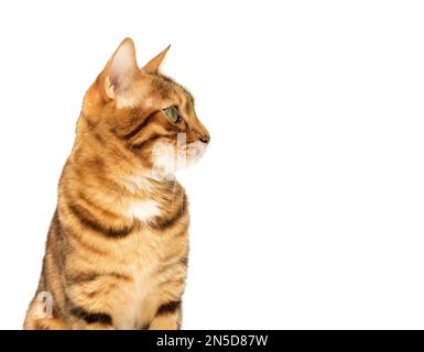 Studioaufnahmen von bengalischen Katzen, weißer Hintergrund, Porträt. Stockfoto