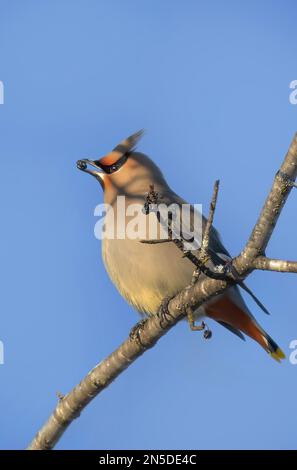 Ein einsamer böhmischer Waxwing (Bombycilla garrulus), der in einem kanadischen Winter auf einem Zweig sitzt und eine Beere füttert Stockfoto