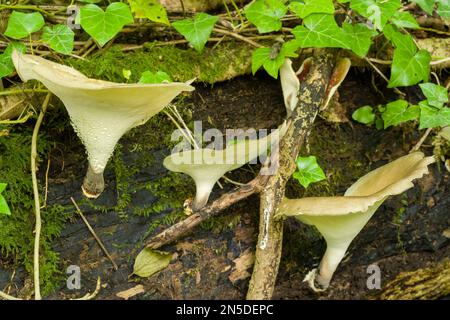 Pilze der Bay Polypore (Polyporus durus), die auf einem verrottenden Stamm in einem Waldgebiet in England wachsen. Stockfoto