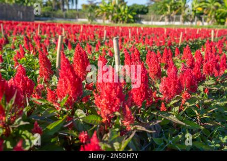 Red Silver Cockscomb alias Celosia Argentia blüht auf einem Feld. Stockfoto