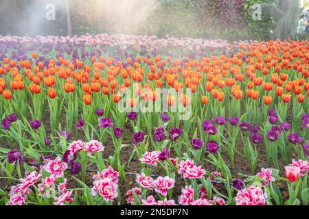 Gartenfeld mit Tulpen in verschiedenen hellen, regenbogenfarbenen Blütenblättern, wunderschöner Farbstrauß bei Tageslicht im Ziergarten Stockfoto