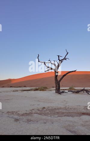 Ein versteinerter Baum auf der Salzpfanne, während die Sonne über den roten Dünen bei Dead Vlei Sossusvlei, Namib-Naukluft NP, Namibia aufgeht. Stockfoto