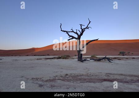 Ein versteinerter Baum auf der Salzpfanne, während die Sonne aufgeht und auf die roten Dünen bei Dead Vlei Sossusvlei, Namib-Naukluft NP, Namibia trifft. Stockfoto