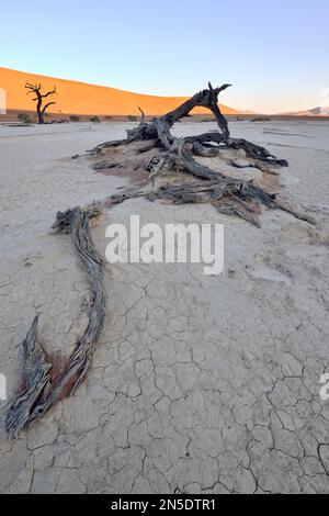 Kreative Weitwinkelaufnahme eines versteinerten Baumes auf der Salzpfanne bei Sonnenaufgang in Dead Vlei Sossusvlei, Namib-Naukluft NP, Namibia. Stockfoto