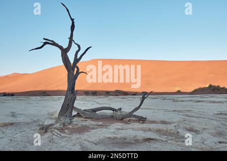 Ein versteinerter Baum auf der Salzpfanne bei Sonnenaufgang in Dead Vlei Sossusvlei, Namib-Naukluft NP, Namibia. Stockfoto