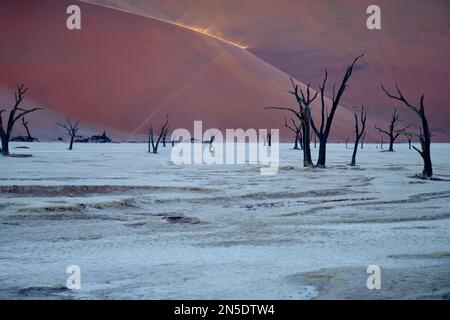 Versteinerte Bäume auf der Salzpfanne bei Dead Vlei Sossusvlei, Namib-Naukluft NP, Namibia. Die aufgehende Sonne beleuchtet Staub/Sand von windgepeitschten Dünen Stockfoto