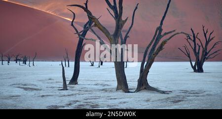 Versteinerte Bäume auf der Salzpfanne bei Dead Vlei Sossusvlei, Namib-Naukluft NP, Namibia. Die aufgehende Sonne beleuchtet Staub/Sand von windgepeitschten Dünen Stockfoto