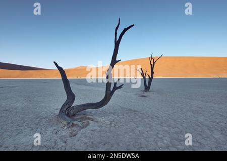 Versteinerte Bäume auf der Salzpfanne bei Sonnenaufgang in Dead Vlei Sossusvlei, Namib-Naukluft NP, Namibia. Stockfoto