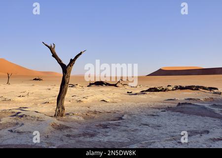 Versteinerte Bäume auf der Salzpfanne bei Sonnenaufgang in Dead Vlei Sossusvlei, Namib-Naukluft NP, Namibia. Stockfoto