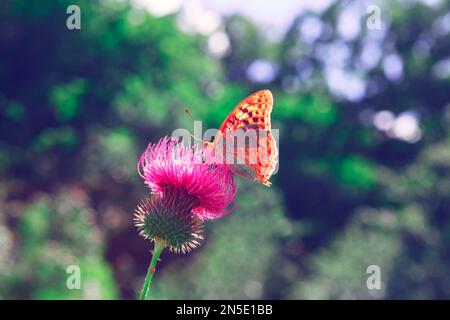Schmetterling auf blühender Klette. Wilde Blume in Blüte mit Schmetterling Stockfoto