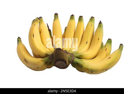 Eine Hand Lebmuernang-Bananen isoliert auf weißem Hintergrund Stockfoto