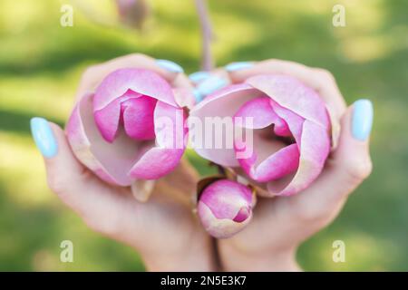 Magnolia-Frauenhände. Ein Mädchen, das im Frühling im Park blühende Magnolienblumen hielt Stockfoto