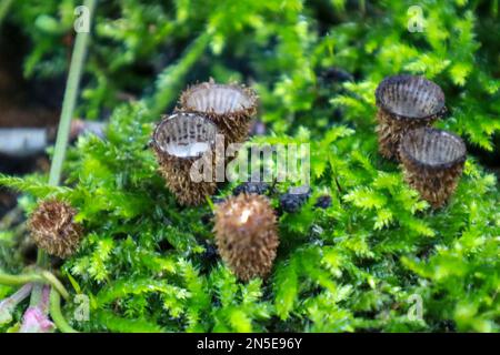 Cyathus striatus, allgemein bekannt als das Vogelnest im Wald im Herbst Stockfoto