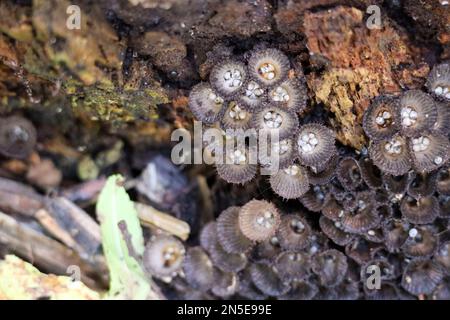 Cyathus striatus, allgemein bekannt als das Vogelnest im Wald im Herbst Stockfoto
