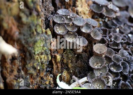 Cyathus striatus, allgemein bekannt als das Vogelnest im Wald im Herbst Stockfoto