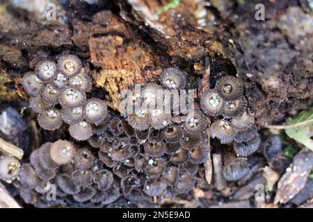 Cyathus striatus, allgemein bekannt als das Vogelnest im Wald im Herbst Stockfoto