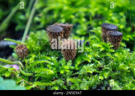 Cyathus striatus, allgemein bekannt als das Vogelnest im Wald im Herbst Stockfoto