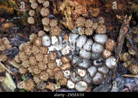 Cyathus striatus, allgemein bekannt als das Vogelnest im Wald im Herbst Stockfoto