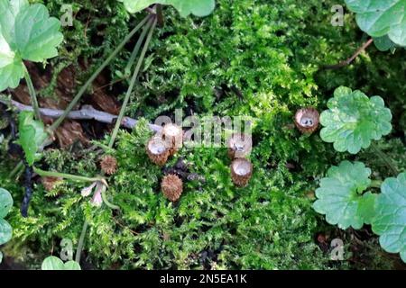 Cyathus striatus, allgemein bekannt als das Vogelnest im Wald im Herbst Stockfoto