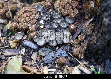 Cyathus striatus, allgemein bekannt als das Vogelnest im Wald im Herbst Stockfoto