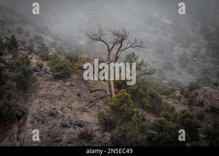 Unfruchtbarer Baum inmitten von Büschen am Berghang mit Nebel im ländlichen New Mexico Stockfoto