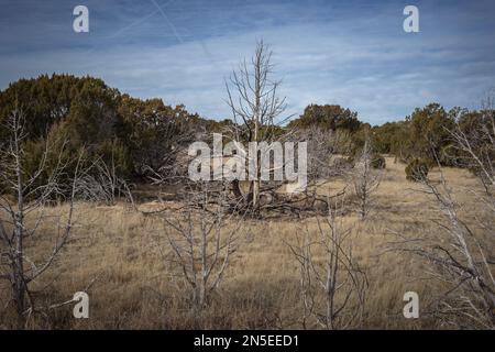 Tote Bäume vor einem lebhaften Wüstenpinsel mit gelbem Gras und blauem Himmel im ländlichen New Mexico Stockfoto