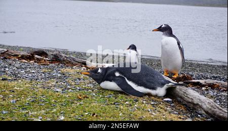 Pinguin liegt bequem auf dem Boden und entspannt sich, während zwei andere Pinguine im Hintergrund auf Martillo Island liegen Stockfoto