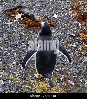 Gentoo Penguin von hinten versucht, auf Martillo Island wegzufliegen Stockfoto