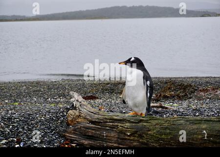 Komischer Pinguin auf Martillo Island Stockfoto