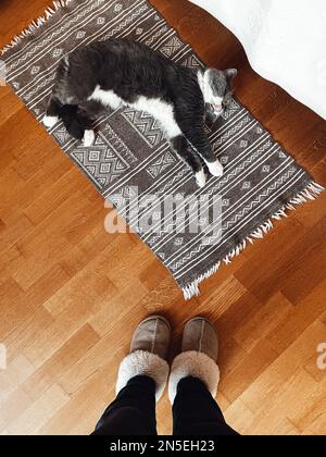 Grau-weiß flauschige süße Katze liegt auf einem teppich im skandinavischen Stil auf Holzboden. Blick von oben. Warme Stiefel auf weiblichen Beinen in der Nähe dieses hübschen Haustiers. Stockfoto