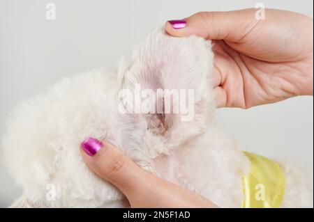 Sauberes Hundeohr aus der Nahaufnahme nach tierärztlicher Behandlung Stockfoto