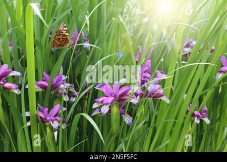 Iris graminea. Blaue und violette Blüten, fast versteckt von schmalen, grasbewachsenen Blättern und einem nach Pflaumen duftenden Duft. Sie wird als Zierpflanze kultiviert Stockfoto