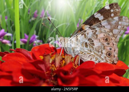 Ein Schmetterling sitzt auf einer roten Blume und frisst Nektar. Digitale Komposition. Stockfoto