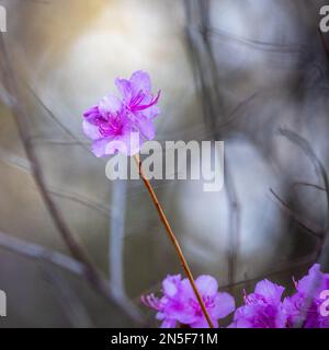 Azalea Busch mit leuchtend rosa Blüten vor dem Abendhimmel in Taylors Falls, Minnesota, USA. Stockfoto