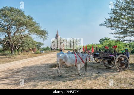 Traditionelle zweirädrige Ochsenkarren für den Transport von Touristen zu den archäologischen Stätten in Bagan, Myanmar Stockfoto