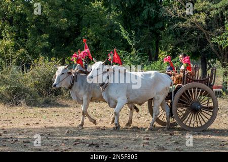 Traditionelle zweirädrige Ochsenkarren für den Transport von Touristen zu den archäologischen Stätten in Bagan, Myanmar Stockfoto