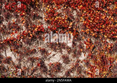 Rote Efeu an der Wand des alten Hauses. Altes rustikales deutsches schäbiges kleines Haus mit bunten Wänden mit Weinreben. Herbstrote Blätter von Virginia Stockfoto