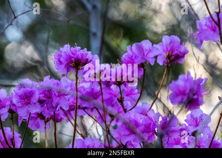 Azalea Busch mit leuchtend rosa Blüten vor dem Abendhimmel in Taylors Falls, Minnesota, USA. Stockfoto