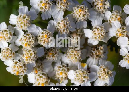 Seepfeil Achillea millefolium Weiße Blüten Nahaufnahme Draufsicht auf grünem, verschwommenem Gras Blumenhintergrund, selektiver Fokus. Medizinisches Wildkraut Yarr Stockfoto