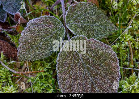 Gefrorenes Gras und Blätter. Frost, Frost auf Gras und Boden. Hintergrund der ersten Herbstfröste. Stockfoto