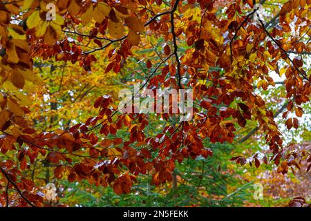 Hornbeam-Blätter. Herbstblätter in goldener Farbe und mit wunderschöner Textur. Stockfoto