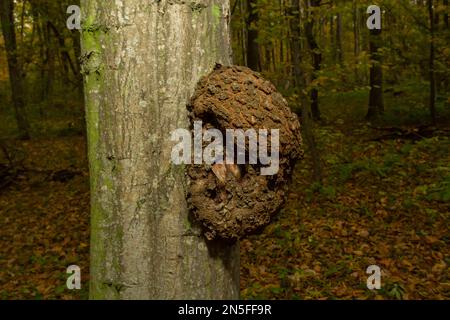 Die Form der Pflanzenkrankheit am Rumpf. Diese Verbreitung auf dem Hauptstamm nimmt seit mehreren Jahren zu. Stockfoto