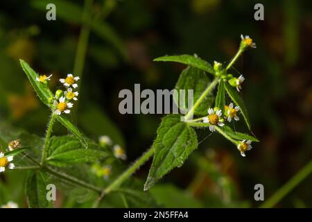 Nahaufnahme Galinsoga quadriradiata ist eine blühende Pflanzensorte der Familie Asteraceae, die unter mehreren gebräuchlichen Namen bekannt ist, einschließlich Shag Stockfoto