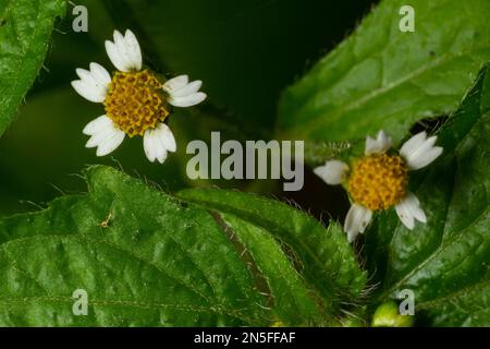 Nahaufnahme Galinsoga quadriradiata ist eine blühende Pflanzensorte der Familie Asteraceae, die unter mehreren gebräuchlichen Namen bekannt ist, einschließlich Shag Stockfoto